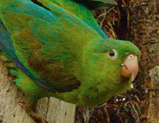 Parakeet Orange-chinned 6287