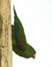 Parakeet Orange-chinned 6281