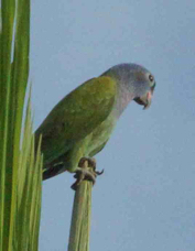Parrot Blue-headed 6228