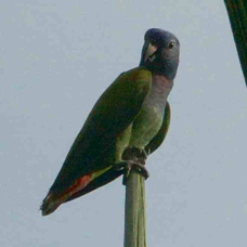 Parrot Blue-headed 6250