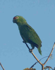 Parrot Red-Lored 3160