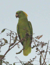 Parrot Yellow-naped  6714