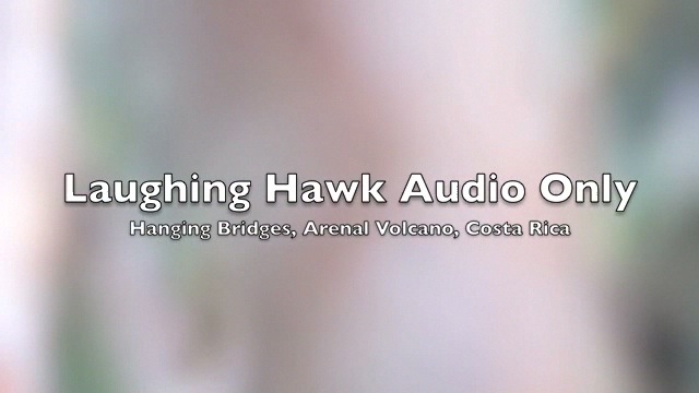 Laughing Hawk audio.m4v