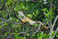 Iguana male-163