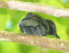 Antshrike Black-hooded