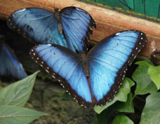 Blue Morpho Butterfly 6477