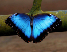 Blue Morpho Butterfly 6490