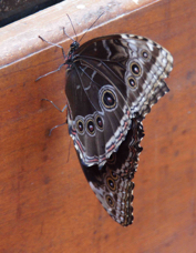 Blue Morpho Butterfly bottom 6447
