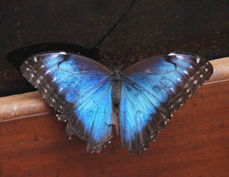 Blue Morpho Butterfly 6443