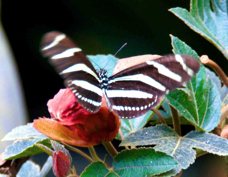Butterfly Zebra 6486