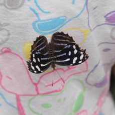 Butterfly Zebra 6513