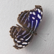 Butterfly Zebra 6515
