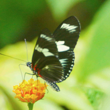 Butterfly Doris