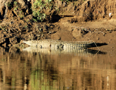 Crocodile 9893