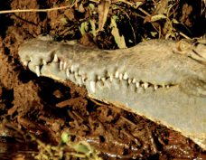 Crocodile 9908