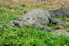 Crocodile 8208