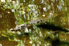 Crocodile 5823
