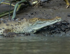 Crocodile-119
