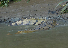 Crocodile-126