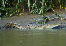 Crocodile-115