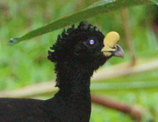 Curassow Great male 3345