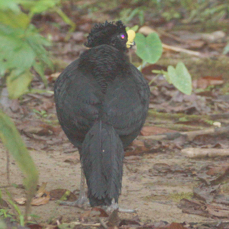 Curassow Great male