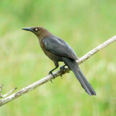Grackle Great-tailed 4315