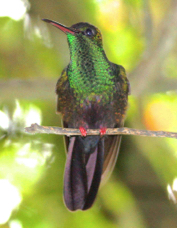 Hummingbird Bronze-tailed Plumeleteer 9884