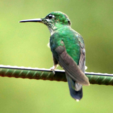 Hummingbird Green-crowned Brilliant female 2226