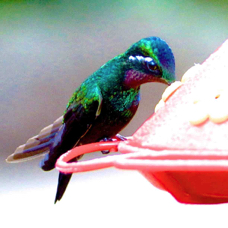 Hummingbird Purple-throated Mountain Gem male 1007