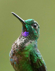 Hummingbird Purple-throated Mountain Gem 2225