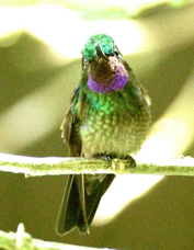 Hummingbird Purple-throated Mountain Gem male 1369