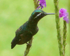 Hummingbird Purple-throated Mountain Gem male 2134