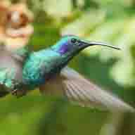 Hummingbird Green Violet-ear  433 192