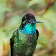 Hummingbird Magnificent 2962 192