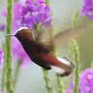 Hummingbird Snowcap 9666 192