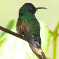Hummingbird Strip-tailed 2414 192