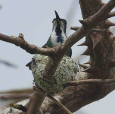 Hummingbird Green-breasted Mango  female nesting 3853