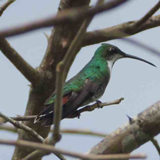 Hummingbird Green-breasted Mango female 3842