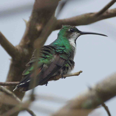 Hummingbird Green-breasted Mango female 3849
