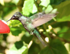 Hummingbird Magnificent 1457