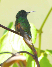Hummingbird Strip-tailed 2421