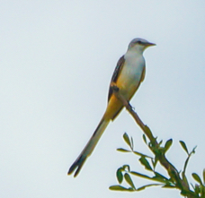 Scissor-tailed Flycatcher-285