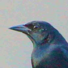 Blackbird Melodious 4027  2