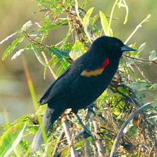 Blackbird Red-winged 3323