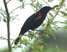 Blackbird Red-winged 3706