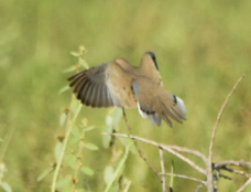Mourning Dove-1240