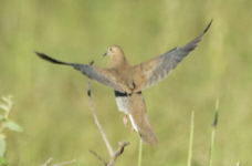 Mourning Dove-1242