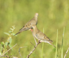 Mourning Dove-1237
