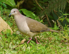 Dove White-tipped 2044